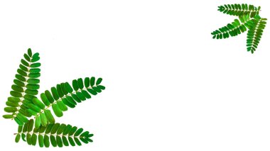 Beyaz bir arka plan üzerinde izole demirhindi yaprakları