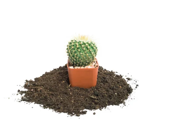 Kleine Cactus Foto Zwarte Bodem Groeien Gescheiden Een Witte Achtergrond — Stockfoto