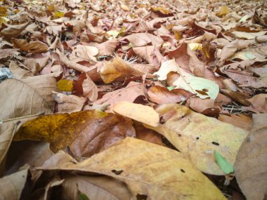 Birçok yaprakları renkli ağaçlardan ormanda yere düşmek.
