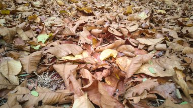 Birçok yaprakları renkli ağaçlardan ormanda yere düşmek.