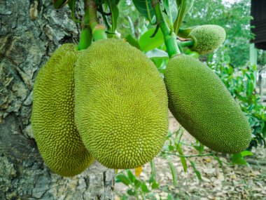 Nefesi, küçük yeşil top nefesi Ağaçta asılı