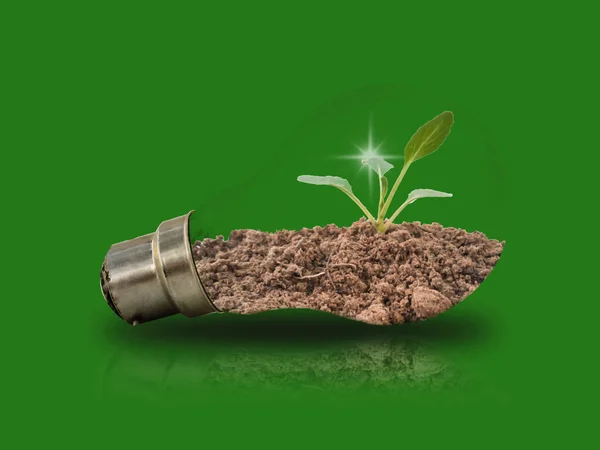 Small tree seedlings in light bulbs on a green background with energy-saving concepts to protect the environment.