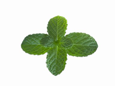 Beyaz bir arka plan üzerinde izole taze yeşil nane yaprakları Üstten Görünüm