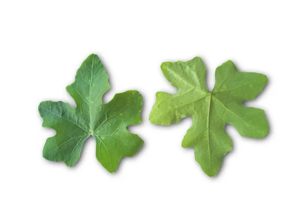 Bovenaanzicht Van Verse Groene Pompoen Bladeren Geïsoleerd Een Witte Achtergrond — Stockfoto