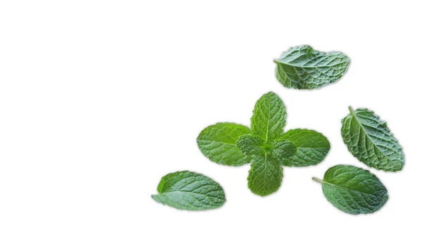 Bovenaanzicht Van Verse Groene Muntblaadjes Geïsoleerd Een Witte Achtergrond — Stockfoto