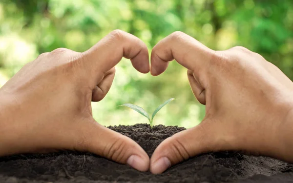 Heart shaped tree, the concept of environmental protection and world environment day