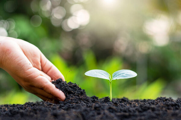 Farmers' hands are planting seedlings on the ground, including a blurred green nature backdrop, forestry concepts and environmental protection.