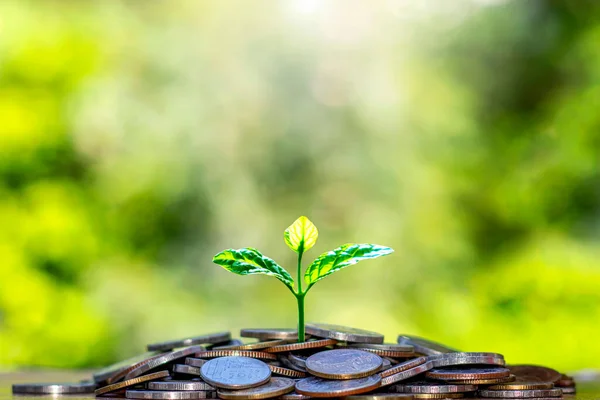 The seedlings that grow on a pile of coins include a blurred green nature backdrop, the idea of saving money and economic growth.