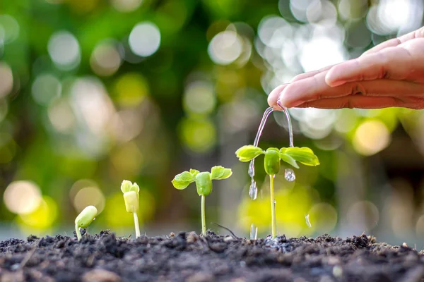 stock image Trees that grow on fertile soil, the concept of investment for agriculture.