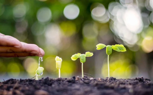 Bomen Die Vruchtbare Grond Groeien Het Concept Van Investeringen Voor — Stockfoto