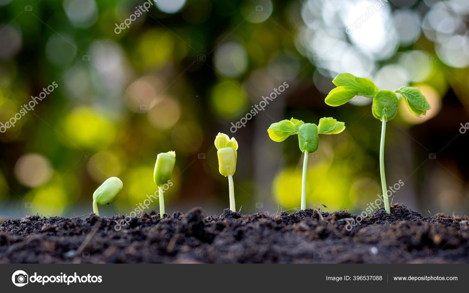Saplings Growing Fertile Soil Including Evolution Plant Growth Seeds Saplings Growing Fertile Soil Including Evolution Plant Growth Seeds