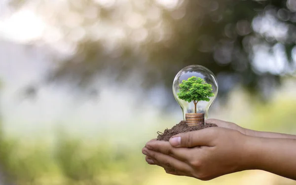 Handen Ung Kvinna Som Håller Energisparlampa Inklusive Ett Litet Träd — Stockfoto