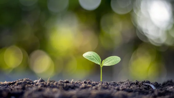 Sadzonka Rośnie Żyznej Gleby Tym Ewolucji Wzrostu Roślin Miękkiego Światła — Zdjęcie stockowe