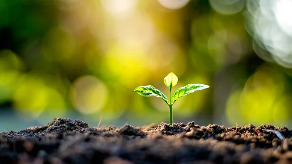 生长在肥沃土壤和柔和阳光下的植物幼苗或小树 包括模糊的绿色背景 植物生长概念和生态系统 — 图库照片