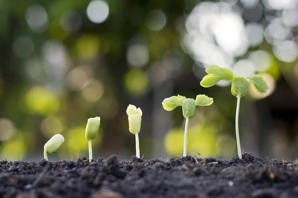 Les Gaules Poussent Partir Sol Fertile Compris Évolution Croissance Des — Photo