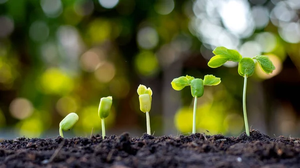 Saplings Groeien Van Vruchtbare Grond Met Inbegrip Van Evolutie Van — Stockfoto