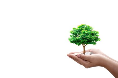 Bir ağaç, insan eliyle bir madeni paranın üzerine dikilir beyaz bir zemin üzerinde kesme yolu ile.