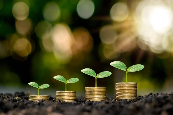 Plantas Crecimiento Sobre Monedas Apiladas Sobre Fondos Verdes Borrosos Luz — Foto de Stock