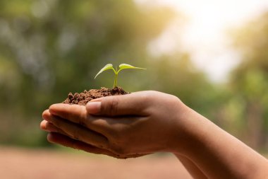 Bulanık yeşil arka planda el ele tutuşan ağaç ve Dünya Günü hakkında güneş ışığı kavramı.