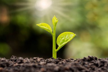 Yeşil yapraklı küçük ağaçlar, doğal büyüme ve güneş ışığı, tarım ve sürdürülebilir bitki büyümesi kavramı.