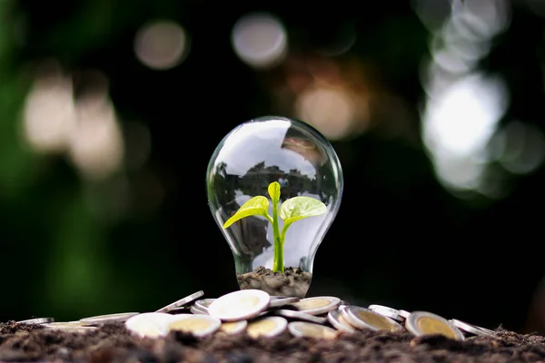 Der Baum Wächst Auf Geld Energiesparlampen Dem Konzept Von Finanzwachstum — Stockfoto