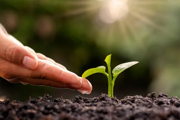 Los Agricultores Están Regando Pequeñas Plantas Mano Con Concepto Del — Foto de Stock