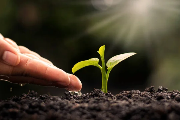 Los Agricultores Están Regando Pequeñas Plantas Mano Con Concepto Del — Foto de Stock