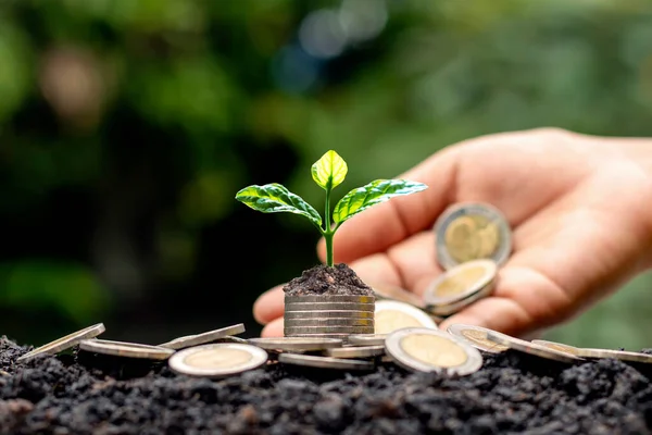 Árbol Que Crece Una Pila Monedas Una Luz Blanca Que — Foto de Stock