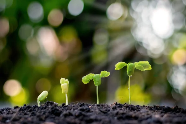 Mudas Estão Crescendo Solo Fértil Incluindo Evolução Crescimento Plantas Sementes — Fotografia de Stock