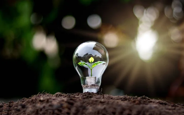 Grow green trees on money in soft light energy saving bulbs with the idea of economic growth and world environment day.