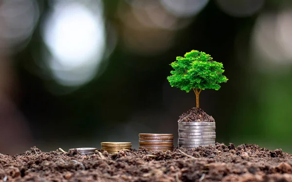 Árbol Creciendo Monedas Apiladas Sobre Fondo Verde Borroso Luz Natural — Foto de Stock
