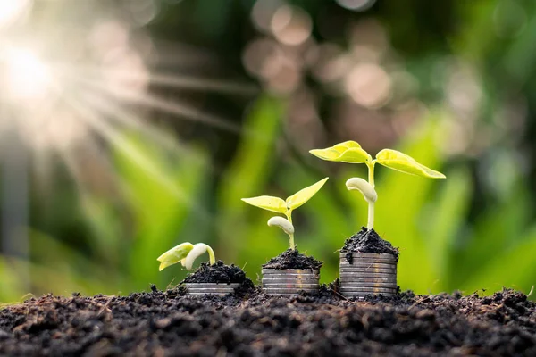 Plantas Crecimiento Sobre Monedas Apiladas Sobre Fondos Verdes Borrosos Luz —  Fotos de Stock