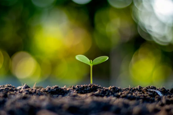 Pequeños Árboles Con Hojas Verdes Crecimiento Natural Luz Solar Concepto — Foto de Stock