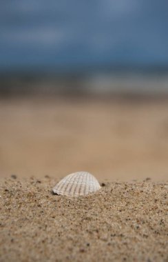 kabuk sahilde Baltık Denizi Usedom