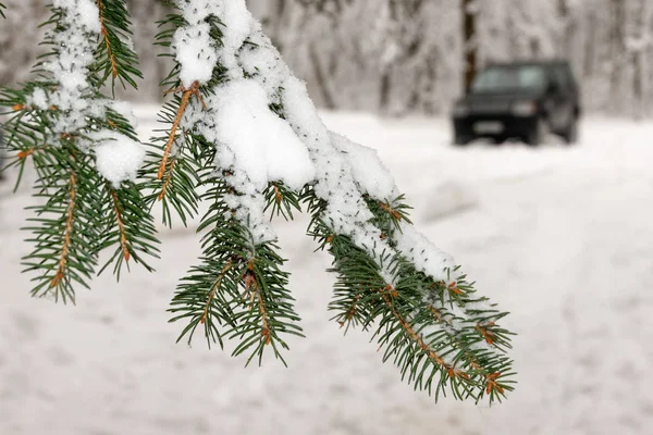 Świerkowych Gałęzi Pokryte Śniegiem Tle Samochodu — Zdjęcie stockowe