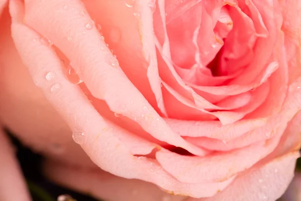 Schöne Rosa Rosen Für Die Liebe Ihren Lieben Valentinstag — Stockfoto