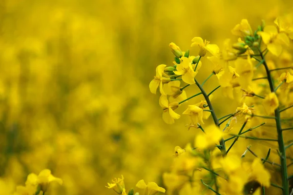 Våldtäkt Blommor Hokkaido Japan Helt Gula Blommande Fält — Stockfoto