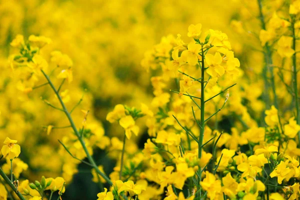 Våldtäkt Blommor Hokkaido Japan Helt Gula Blommande Fält — Stockfoto