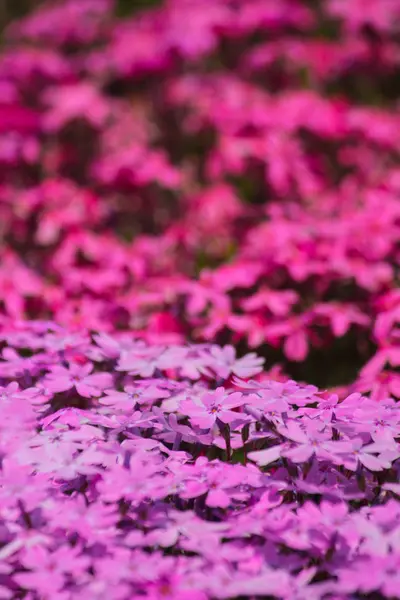 Rosa Blüten Volle Blüte Hokkaido Frühling — Stockfoto