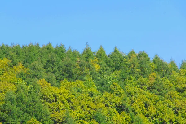 Yeşil ormanlar ve Hokkaido, Japonya bahar gelen mavi gökyüzü