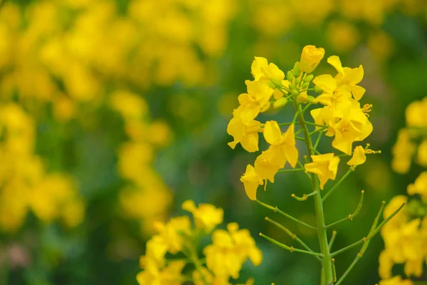 Våldtäkt Blommor Hokkaido Japan Helt Gula Blommande Fält — Stockfoto