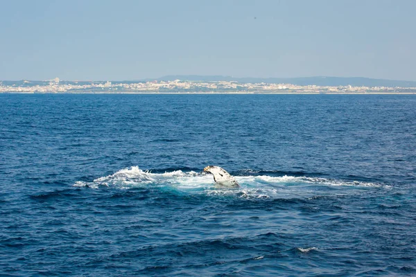 Humpback Whale Moms Playing Natural Children Pacific Ocean Okinawa Island — Stock Photo, Image