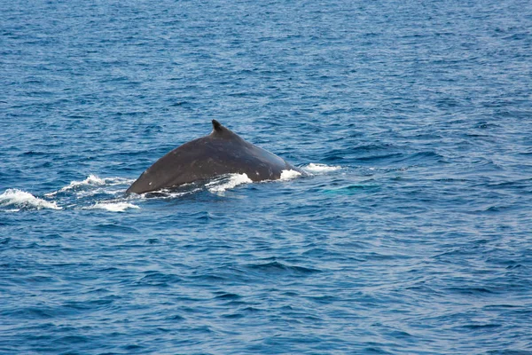 Humpback Whale Moms Playing Natural Children Pacific Ocean Okinawa Island — Stock Photo, Image