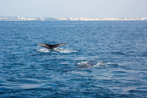 Humpback Whale Moms Playing Natural Children Pacific Ocean Okinawa Island — Stock Photo, Image