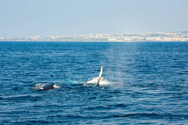 Humpback Whale Moms Playing Natural Children Pacific Ocean Okinawa Island — Stock Photo, Image