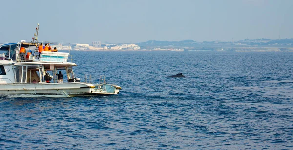 Kambur balina anneler yakınındaki Okinawa Adası, Japonya Pasifik Okyanusu'nda doğal çocuklu oynuyorlar.