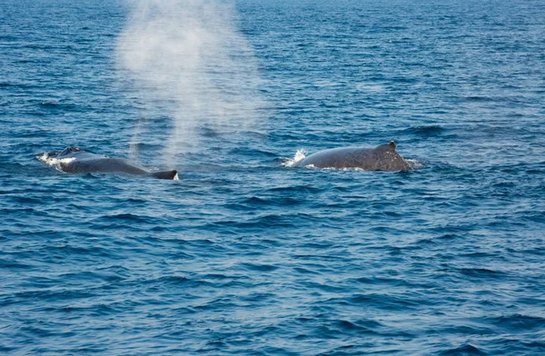 座头鲸妈妈们正在日本冲绳岛附近的太平洋上与自然儿童玩耍 — 图库照片