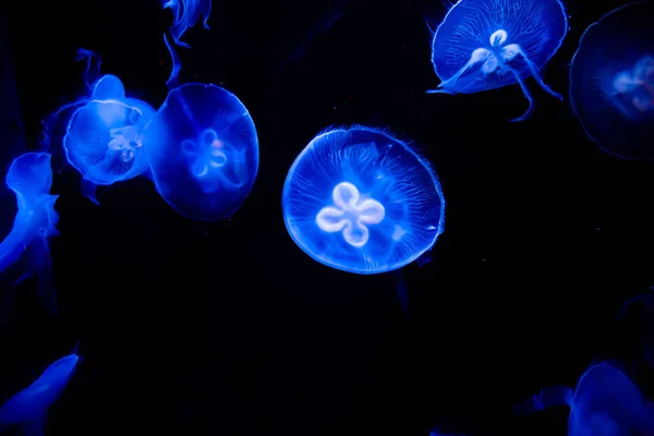 Viele Blau Leuchtende Quallen Schwammen Meer — Stockfoto