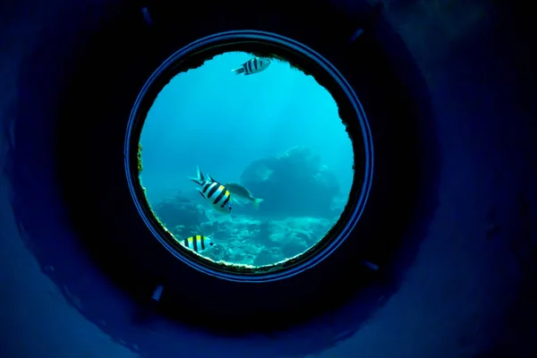 Mercan kayalığı alanında, sualtı balık Gözlemevi deniz altında bir camdan bakıyorum