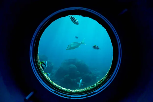 Pesci Subacquei Nella Zona Della Barriera Corallina Guardando Attraverso Vetro — Foto Stock